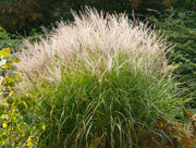 Chinaschilf - Miscanthus sinensis Kleine Silberspinne - Gräserwelten